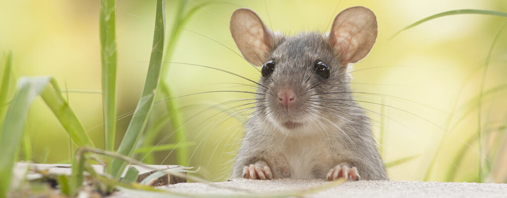 Unveiling the Traits of Mice: Understanding Their Behavior, Attraction, and Response to Light